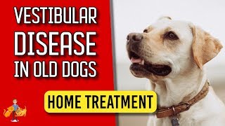 5 Essential Home Treatment Tips for Old Dog Vestibular Disease  Dog Health Vet Advice [upl. by Terryl]