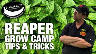 Tips amp Tricks For Growing Carolina Reapers  Ed Currie [upl. by Ahsyen]