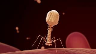 Fighting Infection with Phages [upl. by Eirollam507]