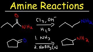 Amine Synthesis Reactions [upl. by Gaves]