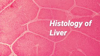 Histology of Liver [upl. by Tenej]