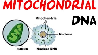 Mitochondrial DNA [upl. by Ydnys]