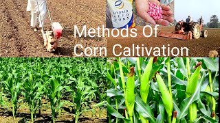 Methods Of Corn Caltivation  Maize Growing Methods [upl. by Baram]