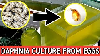 HOW TO HATCH DAPHNIA EGGS  HOW TO CULTURE DAPHNIA [upl. by Twelve]