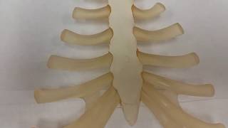 Sternum  3D Anatomy Tutorial [upl. by Eneleoj]