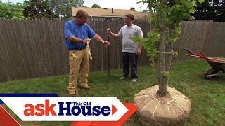 How to Plant a LargeShade Tree  Ask This Old House [upl. by Eciened]