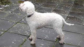 Dog Breed Video Lagotto Romagnolo [upl. by Ahsauqal]