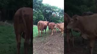 Bulls Breeding heifer naturally [upl. by Ilehs563]