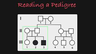 How to Read a Pedigree [upl. by Akimrehs]