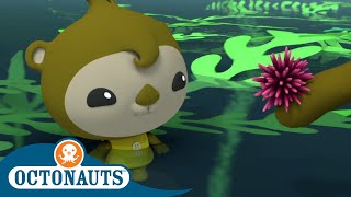 Octonauts  Periwinkle  Cartoons for Kids  Underwater Sea Education [upl. by Elvie369]