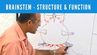 Direct Anterior Approach Hip Replacement [upl. by Rehpoitsirhc640]