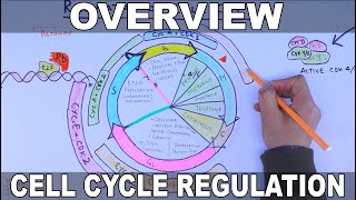 Cell Cycle Regulation  Basic Overview [upl. by Leonanie]