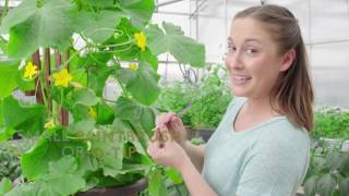 How to HandPollinate for More Cucumbers [upl. by Frazier]