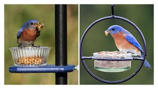 Attracting Bluebirds [upl. by Kobi]