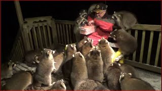 Mobbed by Raccoons 25 Tuesday Night 03 Nov 2020 [upl. by Aicirtak434]