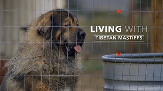 ALL ABOUT LIVING WITH TIBETAN MASTIFFS [upl. by Malinowski]