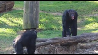 Chimpanzee sounds  Common Chimpanzee Pan troglodytes making Chimp noises [upl. by Eras]