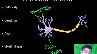 AP Psychology  BioPsych  Part 1  Neurons [upl. by Viafore]