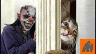 Funny Cats Scared of Masks  Part 4 [upl. by Nawoj109]