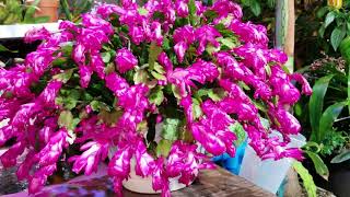 ThanksgivingChristmas amp Easter Cactus  Bloom Encouragement [upl. by Ihtac]