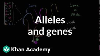 Alleles and genes [upl. by Oswell]