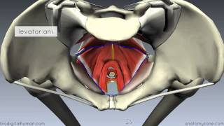 Pelvic Floor Part 1  The Pelvic Diaphragm  3D Anatomy Tutorial [upl. by Hosea952]