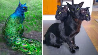 15 Abnormally Strange Cats That Actually Exist [upl. by Lamoureux]