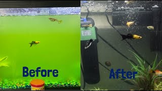 3 Ways to Get Rid of a Algae Bloom in Your Aquarium [upl. by Dwain]