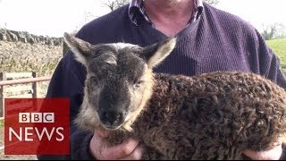 What do you get when you cross sheep amp goat  BBC News [upl. by Kcirad]