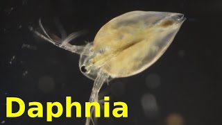 Daphnia [upl. by Enilreug57]