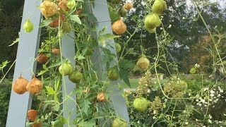 Balloon Vine  Cardiospermum halicacabum [upl. by Dorwin364]