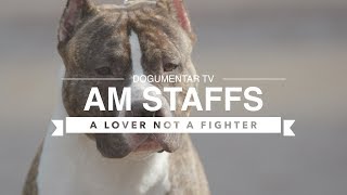 ALL ABOUT AMERICAN STAFFORDSHIRE TERRIERS [upl. by Pacian]