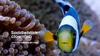 Fish Sounds Do fish talk to each other  BBC Earth Explore [upl. by Hterag]