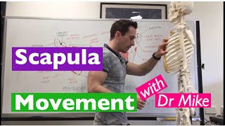 Scapula Movement  Functional Anatomy [upl. by Timi]