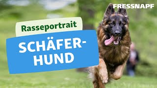 Rasseportrait Deutscher Schäferhund [upl. by Leamsi]