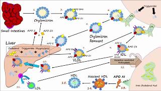 HDL vs LDL  What are the Differences [upl. by Levania]