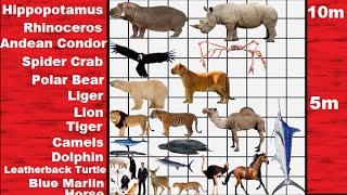 Animal Size Comparison 2D [upl. by Bonnes491]