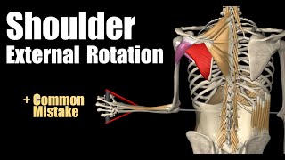 Shoulder External Rotation With Cable [upl. by Duester]