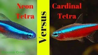 Neon Tetras vs Cardinal Tetras How to Keep Them Long Term [upl. by Yaeger]