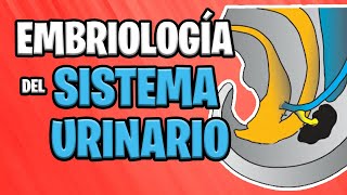 ✅ EMBRIOLOGÍA del SISTEMA URINARIO 💦🚽  Sistema UROGENITAL [upl. by Gerty]