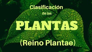 CLASIFICACIÓN DE LAS PLANTAS Reino Plantae [upl. by Phillis]