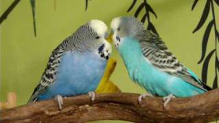 Budgies Singing and Talking to Each Other [upl. by Cristiano]