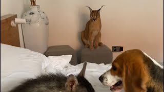 A Caracal a Hyena and a Beagle  What could go wrong [upl. by Sokairyk12]