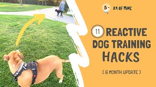 11 Reactive Dog Training Hacks Walking a Dog Who Barks amp Lunges [upl. by Mines585]