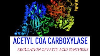 Acetyl CoA Carboxylase Regulation [upl. by Adnohsad]