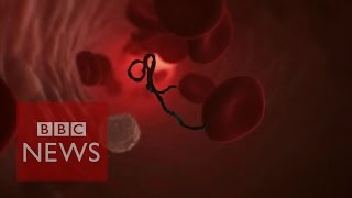 How does Ebola attack human cells BBC News [upl. by Leiuqese271]