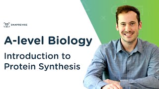 Introduction to Protein Synthesis  Alevel Biology  OCR AQA Edexcel [upl. by Erreip174]