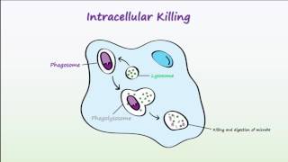 Phagocytosis [upl. by Alim]