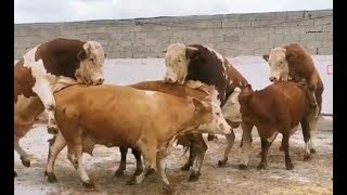 Bulls amp Cows Best Farming  New Bulls Meet Cows First Time 01 [upl. by Winzler535]