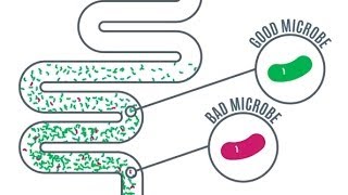 Gut Microbes  Importance in Health and Disease [upl. by Berard]